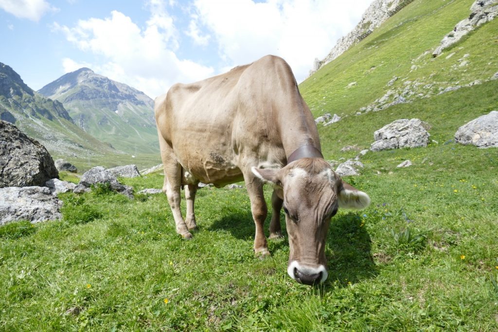 Foto von NATURPARADIESE MIT ZUKUNFT